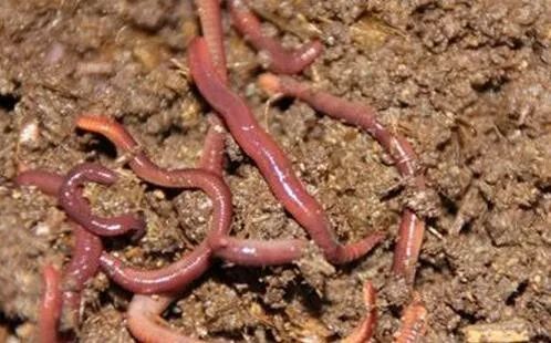 华体会- 华体会体育官网- 华体会体育APP下载养猪大局已定：2026年起猪肉价格正经历三大洗牌